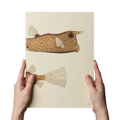 PAPER REPUBLIC Α4 ΑΝΤΑΛΛΑΚΤΙΚΟ BOOK REEF 2 FISHES DOTTED