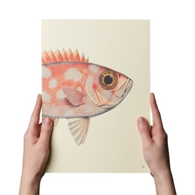 PAPER REPUBLIC Α4 ΑΝΤΑΛΛΑΚΤΙΚΟ BOOK REEF ORANGE FISH PLAIN