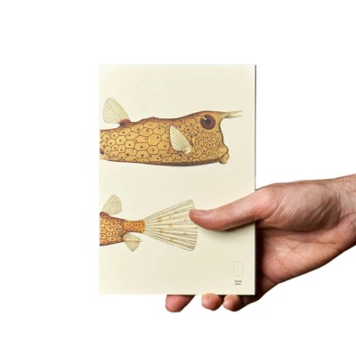 PAPER REPUBLIC XL ΑΝΤΑΛΛΑΚΤΙΚΟ BOOK REEF 2 FISHES DOTTED