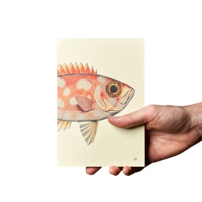PAPER REPUBLIC XL ΑΝΤΑΛΛΑΚΤΙΚΟ BOOK REEF ORANGE FISH PLAIN